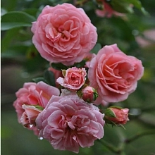 Роза 'Пируэтт' (плетистая) (розово-абрикосовая)