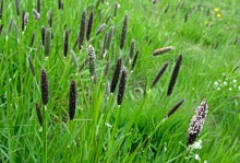 Лисохвост луговой