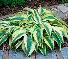 Хоста гибридная 'Лейксайд Драгонфлай'