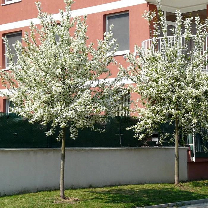 Черемуха обыкновенная 'Ватерери'