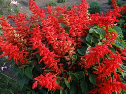 Сальвия блестящая 'Редди Скарлет' (ярко-алая)