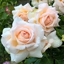 Роза 'Чандос Бьюти' (чайно-гибридная)(персиково - белая)