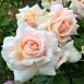 Роза 'Чандос Бьюти' (чайно-гибридная)(персиково - белая)