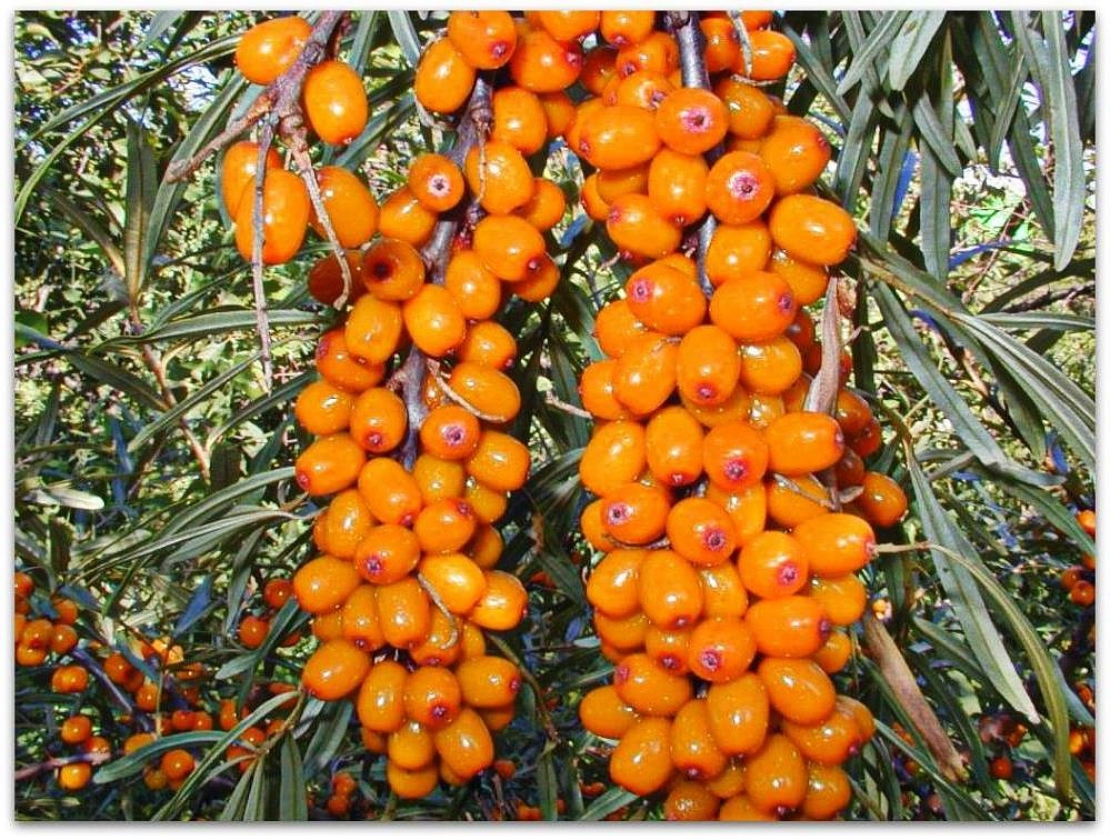 Облепиха 'Витаминная'