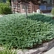 Можжевельник горизонтальный 'Блу Чип'