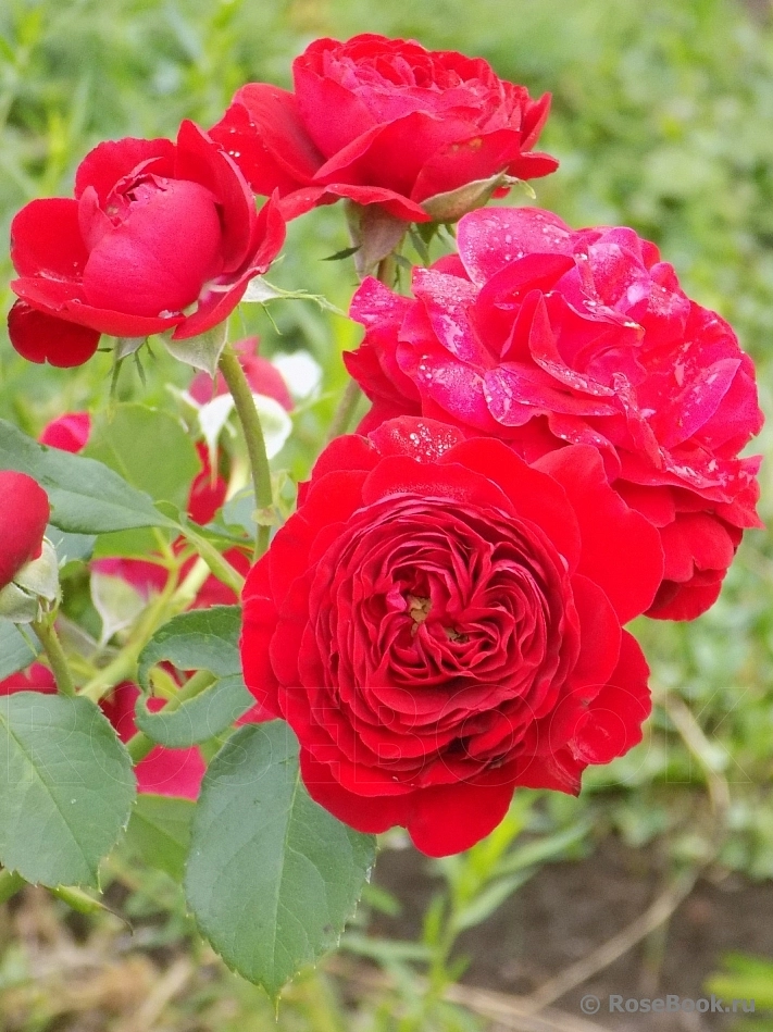 Роза 'Кронборг Кастл' (флорибунда) (темно-красные)