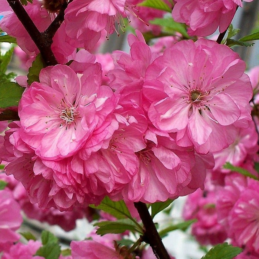 Миндаль трехлопастный (Луизеания) 'Танюша'