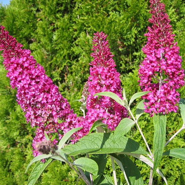 Буддлея Давида 'Саммер Бьюти'