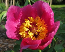 Пион лекарственный 'Анемонифлора' (малиновый)