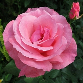 Роза 'Куин Элизабет' (флорибунда, шраб) (розовая)