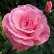 Роза 'Куин Элизабет' (флорибунда, шраб) (розовая)