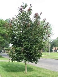 Клен остролистный 'Дебора'