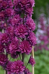 Дельфиниум (живокость) 'Фламенко'