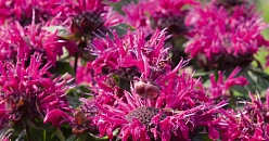 Монарда двойчатая (гибридная) 'Мелуа Пинк'