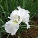 Ирис германский (бородатый) 'Имморталити' 