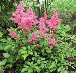 Астильба японская 'Рейнланд'