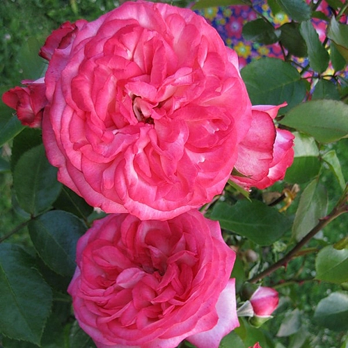 Роза 'Антик 89' (плетистая, шраб) (розовая)