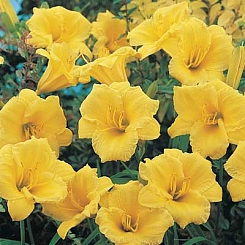 Лилейник гибридный 'Стелла де Оро'