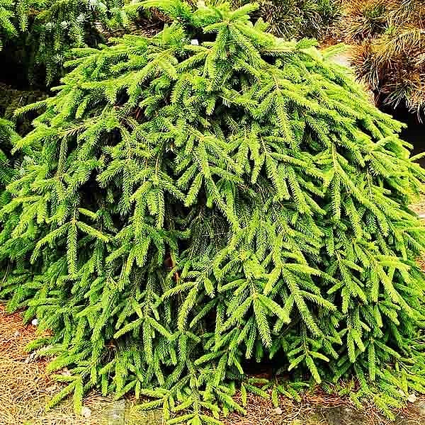 Ель обыкновенная (европейская) 'Форманек'