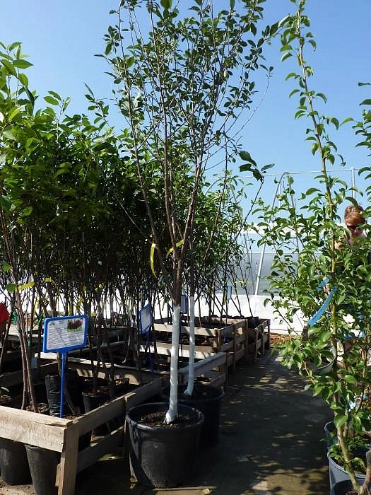 Вишня обыкновенная 'Тургеневская' Вишня обыкновенная 'Тургеневская'