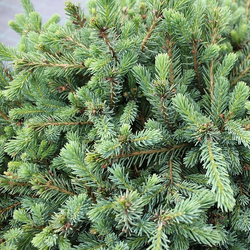 Ель сизая (канадская, белая) 'Эхиниформис'
