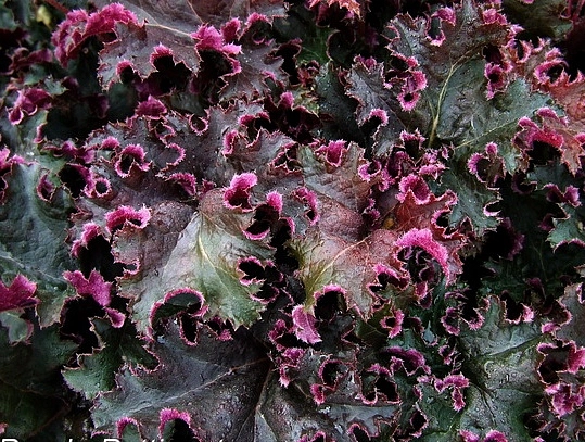 Гейхера гибридная 'Пурпл Петтикотс'