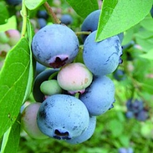 Голубика высокорослая 'Конкорд'