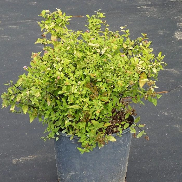 Спирея японская 'Голдмаунд'