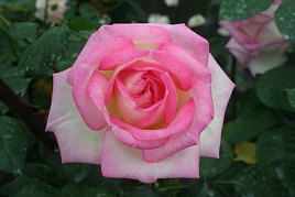 Роза 'Принцесса Монако' (Чайно-гибридная) (розовая)