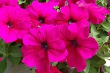 Петуния (сурфиния) гибридная 'Тритуния Роуз' (розовая)