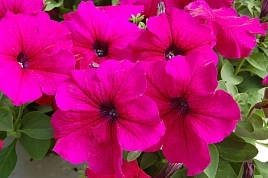 Петуния (сурфиния) гибридная 'Тритуния Роуз' (розовая)