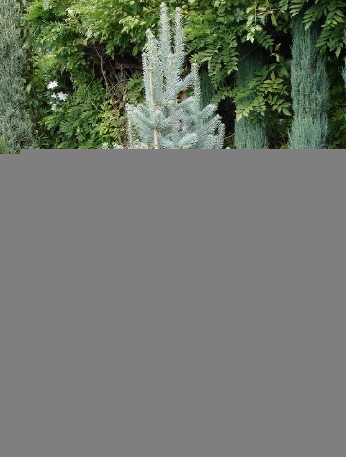 Пихта ласиокарпа 'Компакта'