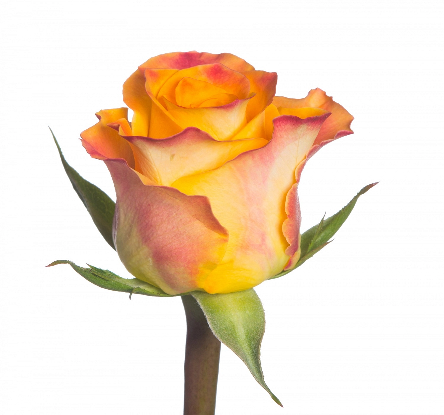 Роза 'Мари Клер' (плетистая) (оранжево - розовая)