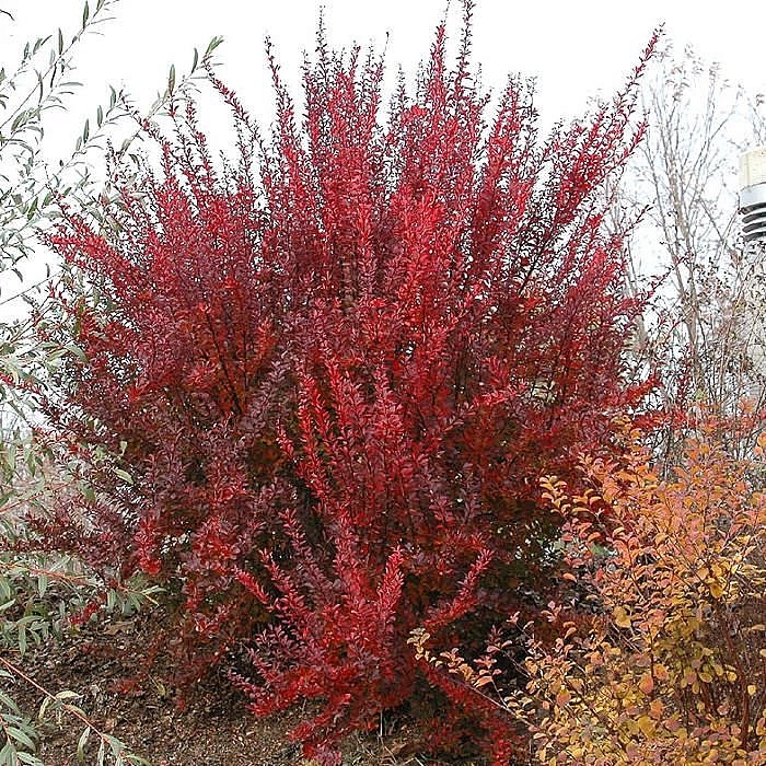 Барбарис Тунберга 'Ред Рокет'