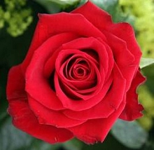 Роза 'Мадригал' (шраб) (красная)