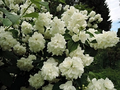 Чубушник 'Шнеештурм'