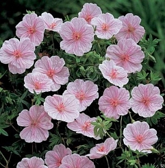 Герань кроваво-красная 'Стриатум'