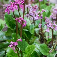 Бадан сердцелистный 'Винтерглют'