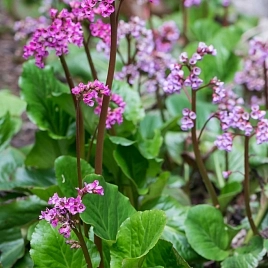 Бадан сердцелистный 'Винтерглют'