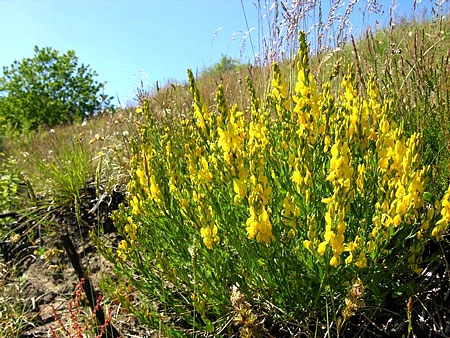 Дрок красильный