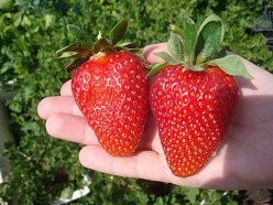 Земляника (клубника) 'Флавия'