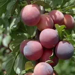 Алыча 'Арбузная'