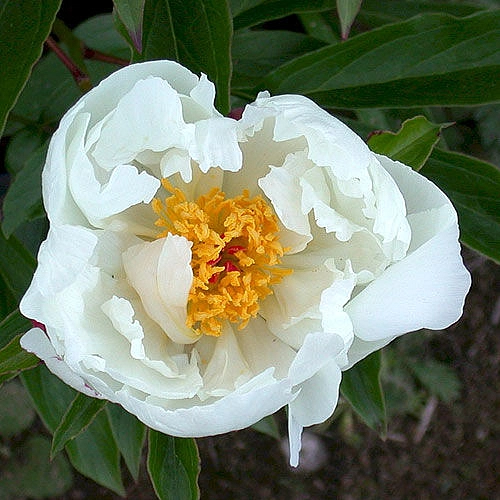 Пион молочноцветковый 'Уайт Уингс' (белый анемоноцветный)