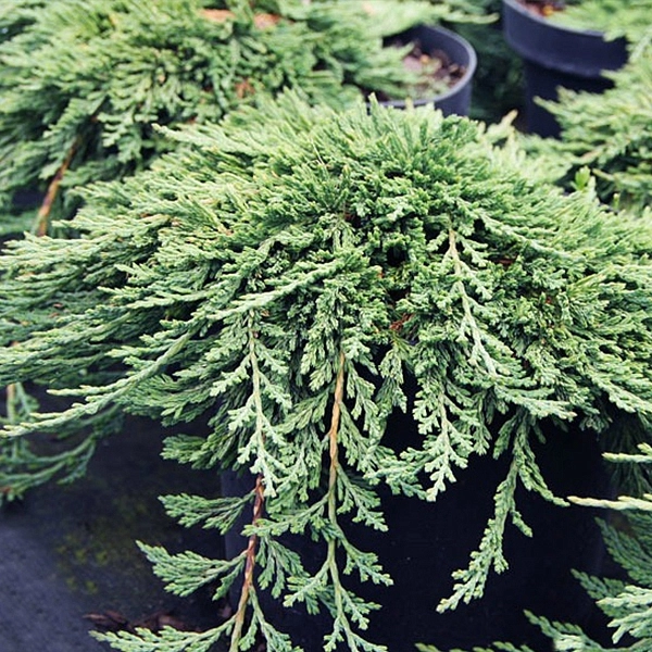 Можжевельник горизонтальный 'Панкейк'