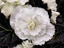 Бегония клубневая 'Нонстоп Уайт' (белая)