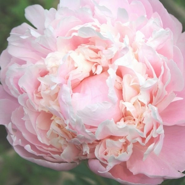 Пион молочноцветковый 'Мун Ривер' (розово кремовый)