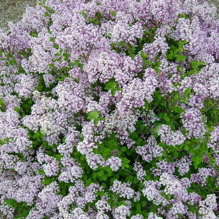 Сирень Мейера 'Палибин' (лиловая)