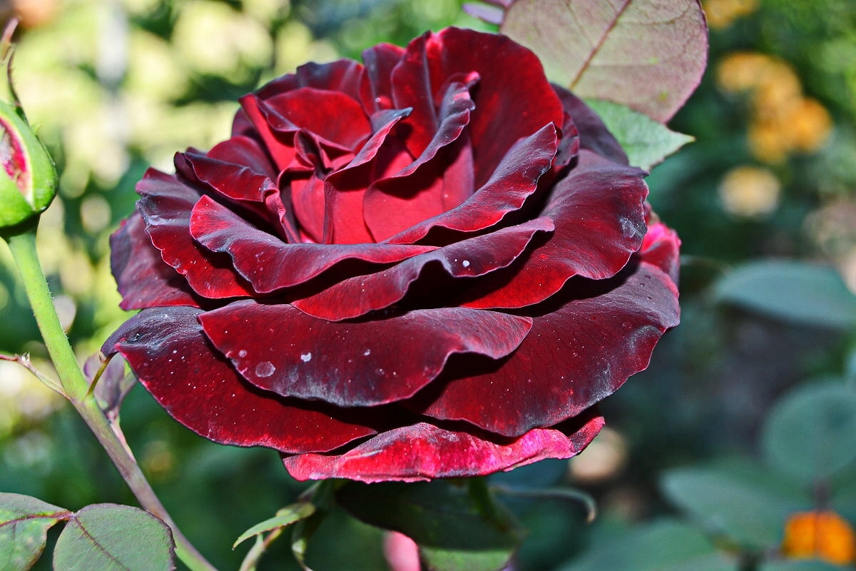 Роза 'Черная магия' (чайно-гибридная)(темно-бордовая)