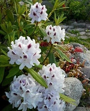 Рододендрон гибридный 'Питер Тигерштедт'