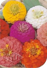 Цинния изящная 'Шот Стаф' (микс)